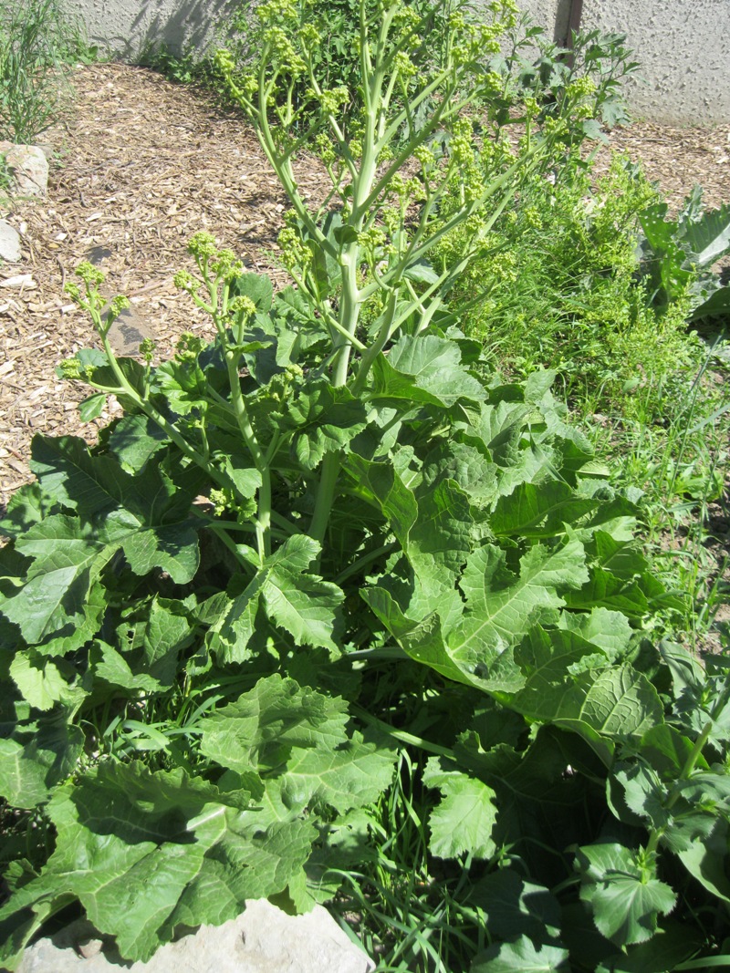 Image of genus Crambe specimen.