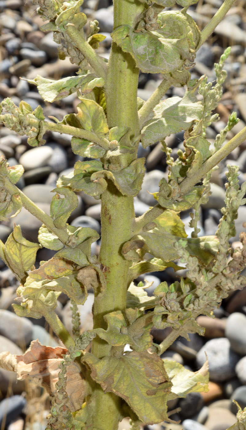 Image of Verbascum turkestanicum specimen.