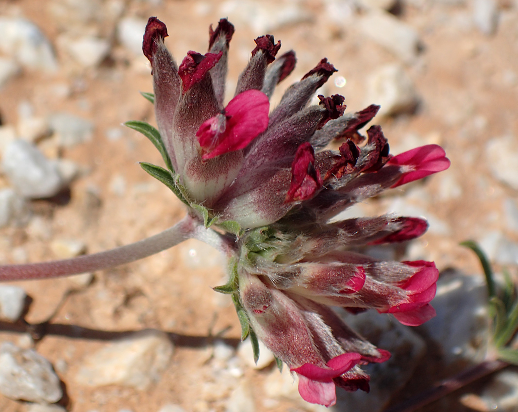 Image of Anthyllis vulneraria ssp. rubriflora specimen.