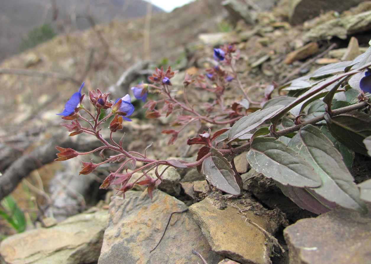 Image of Veronica umbrosa specimen.