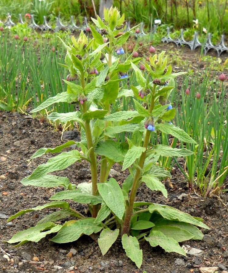 Image of Symphytum peregrinum specimen.