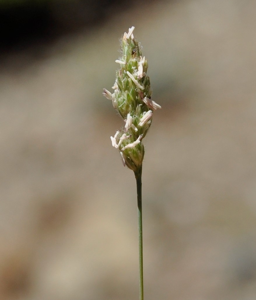 Изображение особи Dactylis hispanica.