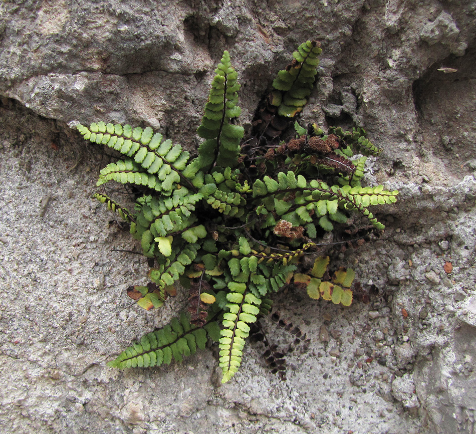 Изображение особи Asplenium trichomanes.