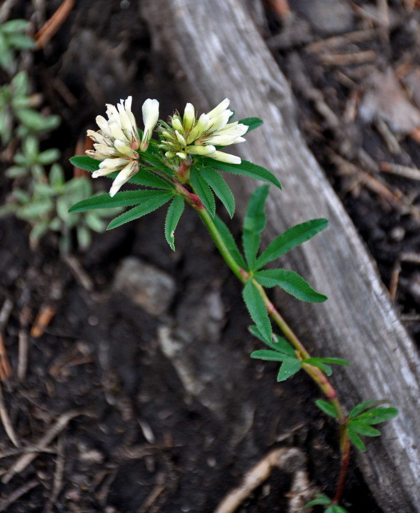 Image of Trifolium spryginii specimen.