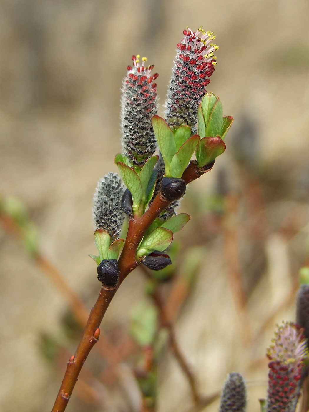 Image of Salix fuscescens specimen.