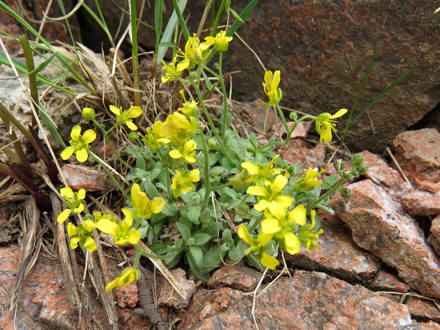 Image of Draba arseniewii specimen.