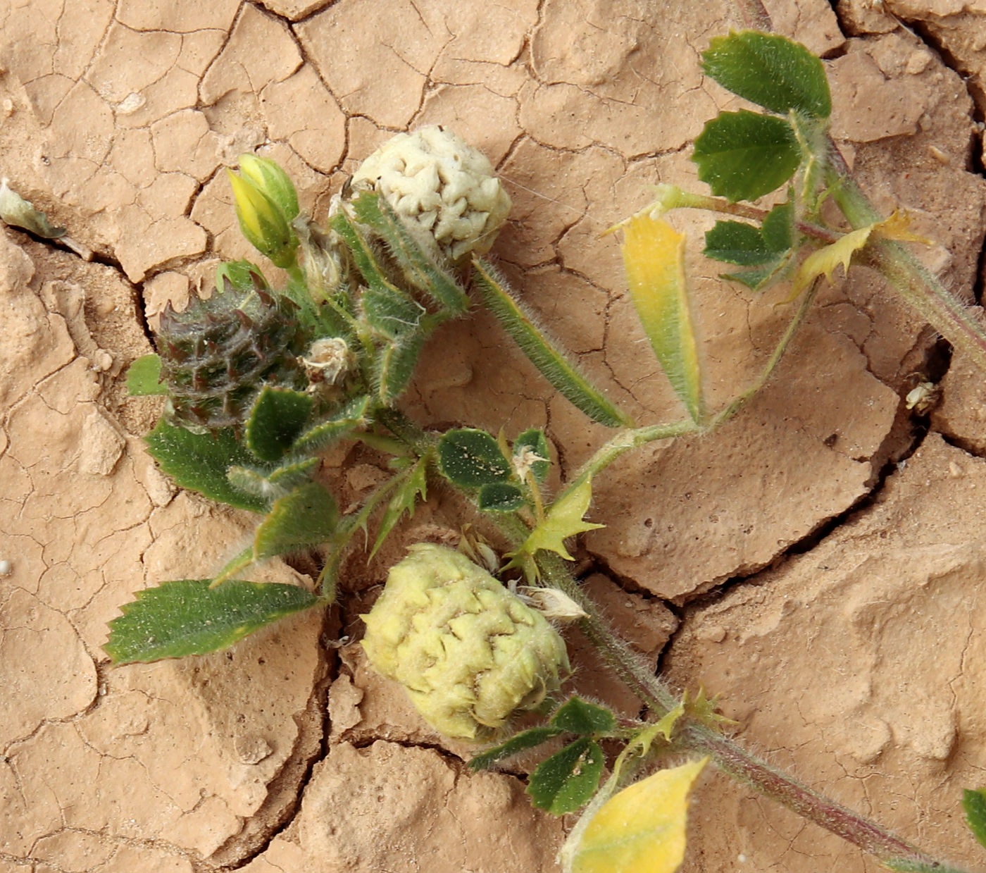 Image of Medicago turbinata specimen.