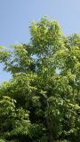 genus Fraxinus. Взрослое дерево. Камчатский край, г. Елизово, во дворе частного дома. 19.07.2019.