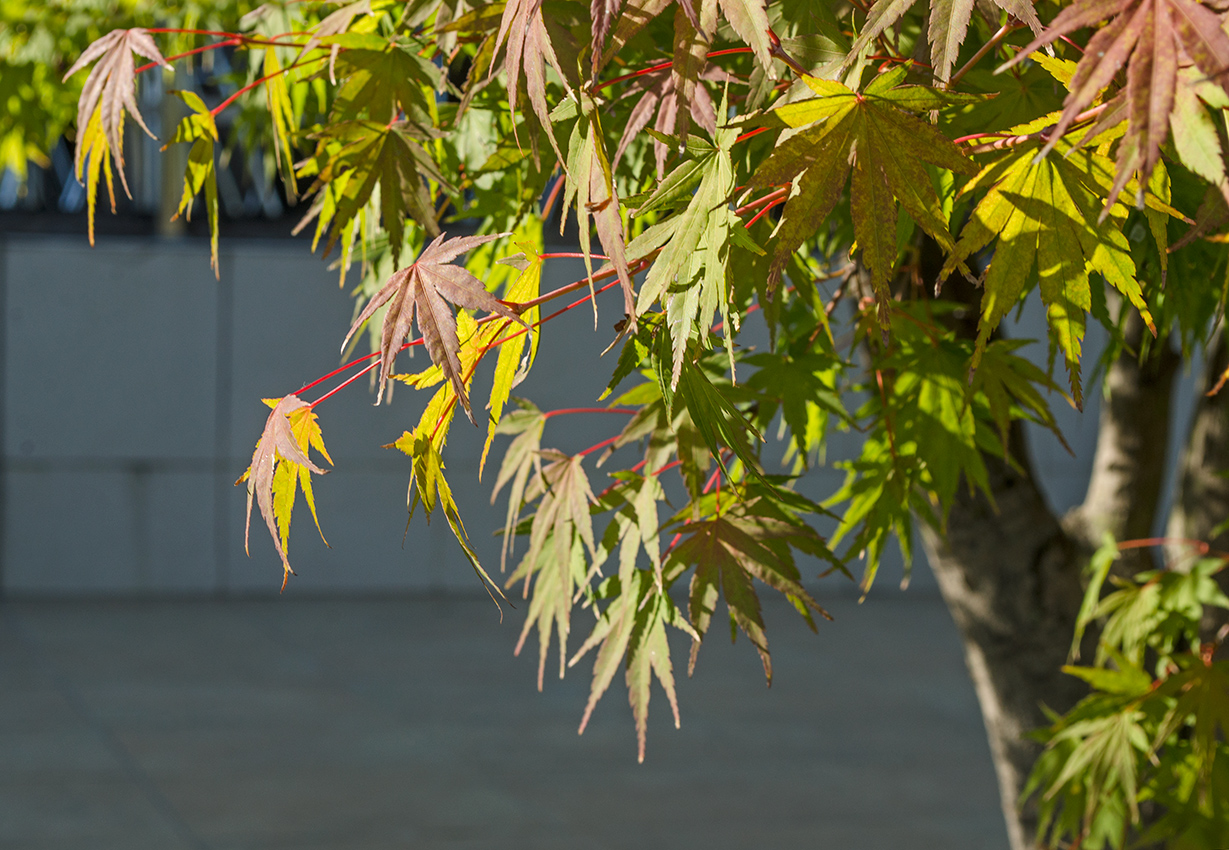 Image of Acer palmatum specimen.