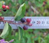 Amelanchier spicata