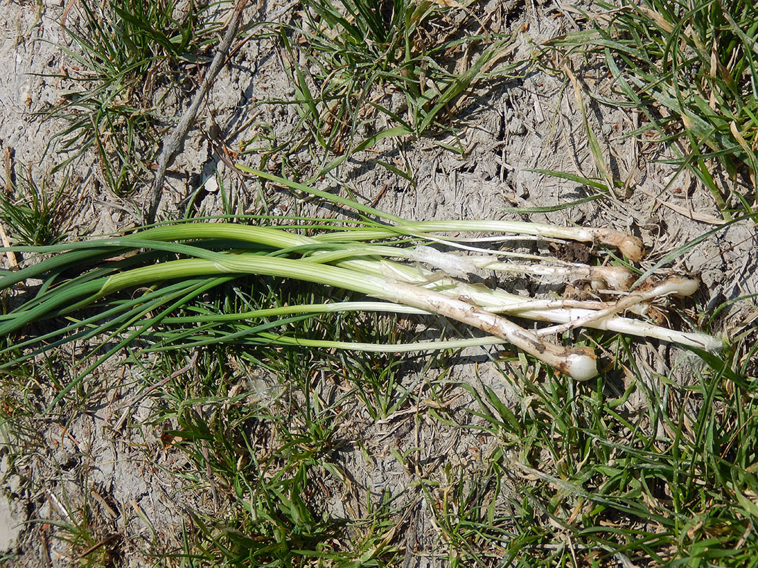 Image of Allium pallens ssp. coppoleri specimen.