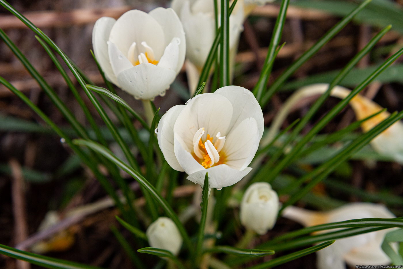 Image of Crocus boryi specimen.