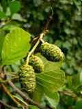 Alnus glutinosa