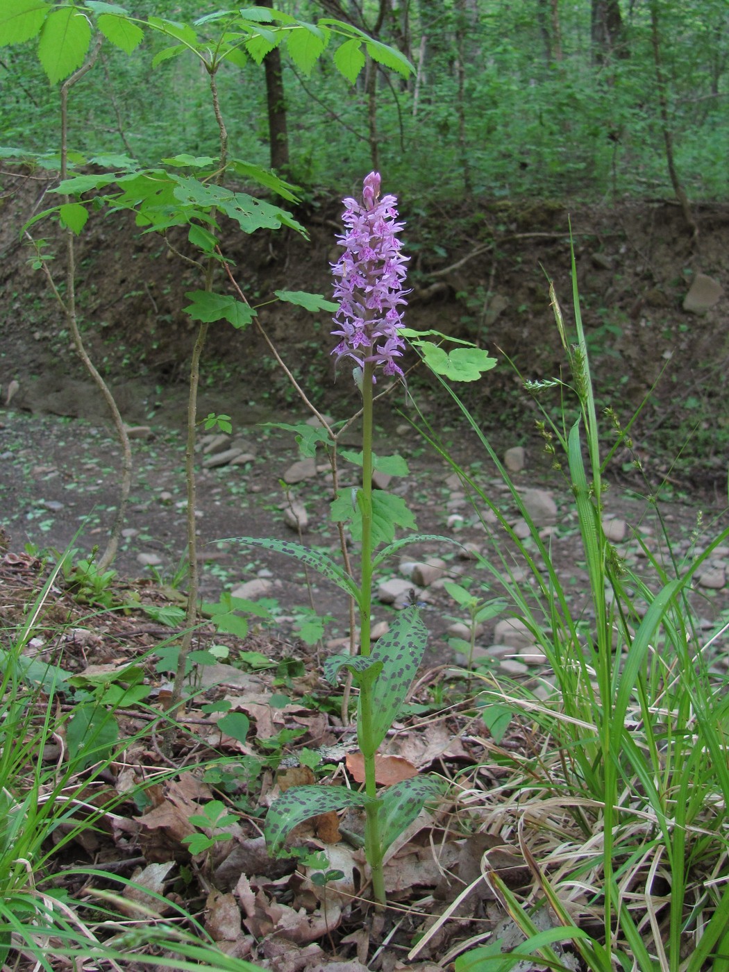 Изображение особи Dactylorhiza urvilleana.