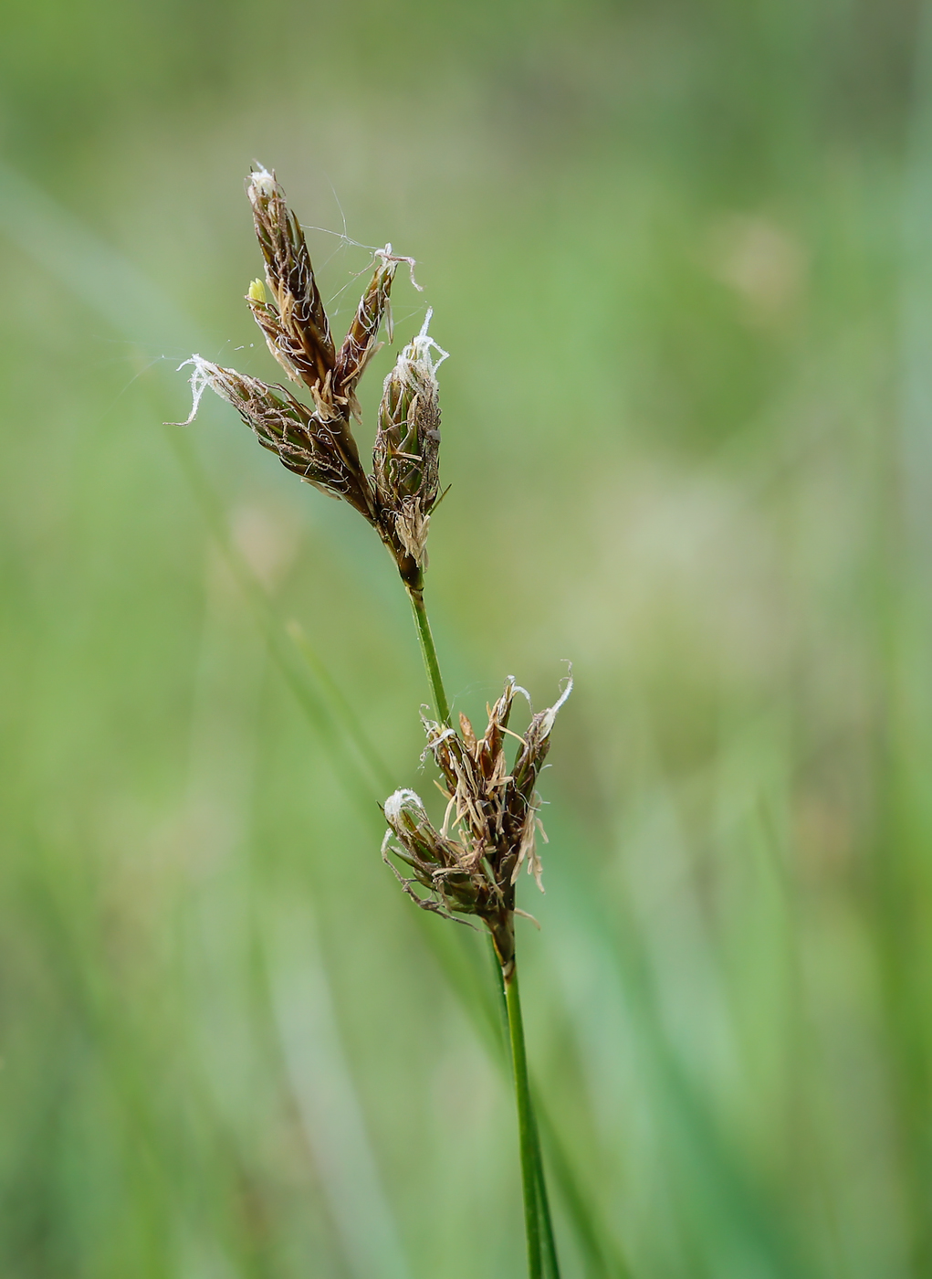 Image of Carex praecox specimen.