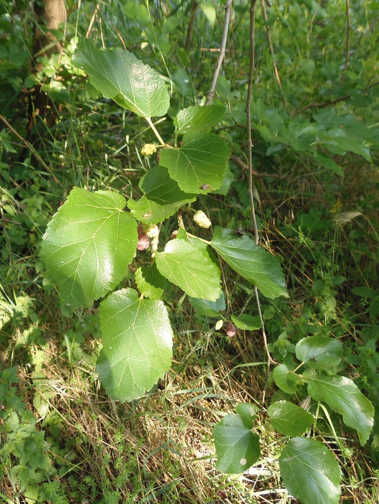 Image of Morus alba specimen.