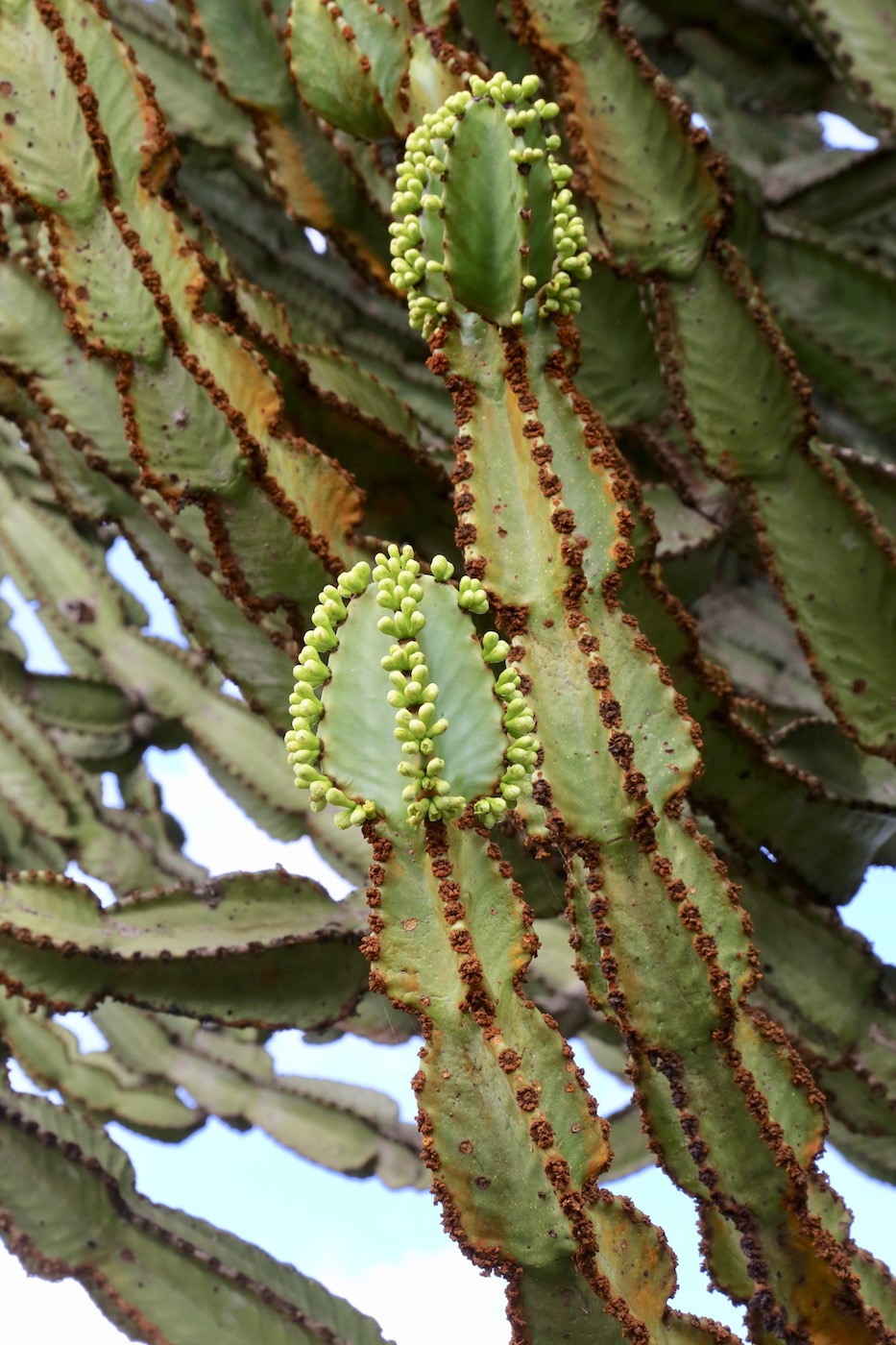 Image of Euphorbia ingens specimen.