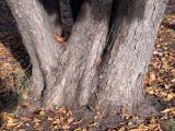 Aesculus hippocastanum. Нижняя часть многоствольного взрослого дерева. Ульяновск, Заволжский р-н, сквер на ул. 40-летия Октября. 12.10.2020.