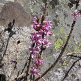 Daphne mezereum. Ветвь с цветами. Карачаево-Черкесия, Зеленчукский р-н, долина р. Ходюк. 01.05.2010.