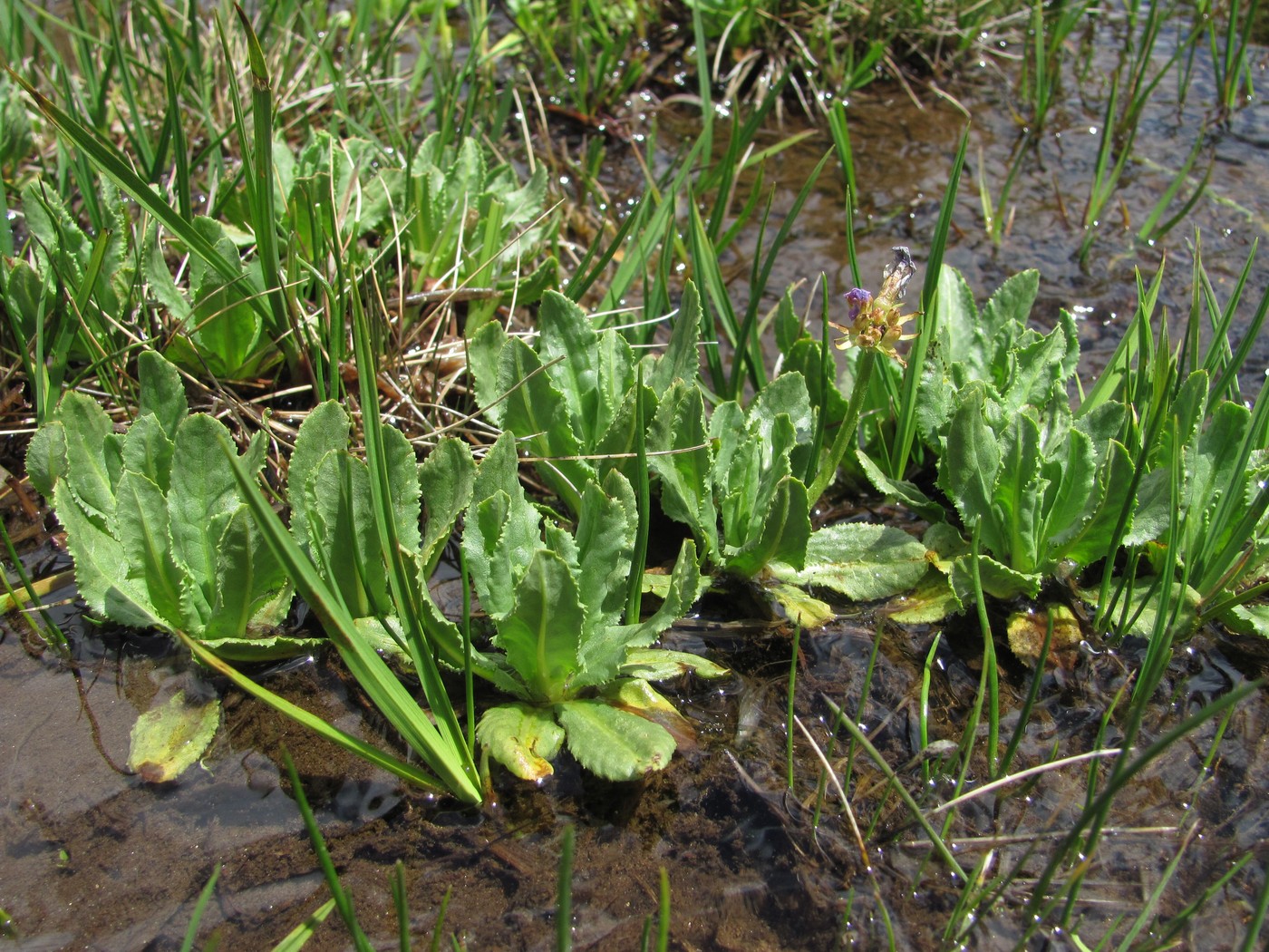 Image of Primula auriculata specimen.