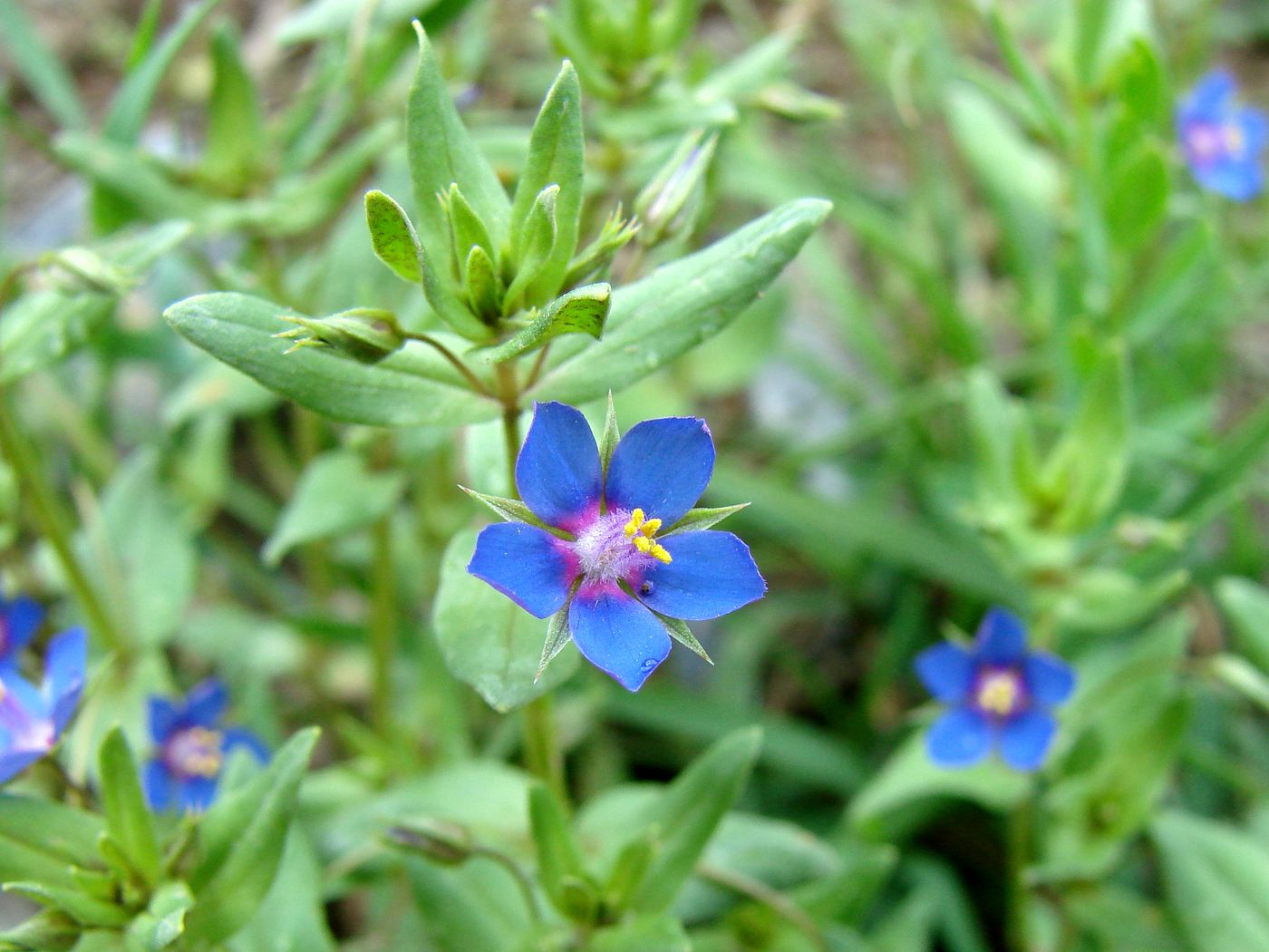 Image of Anagallis foemina specimen.