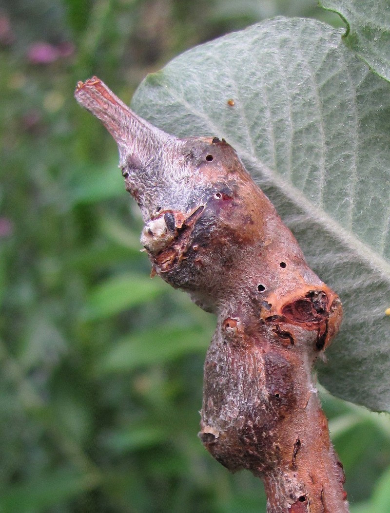 Image of Salix pseudomedemii specimen.