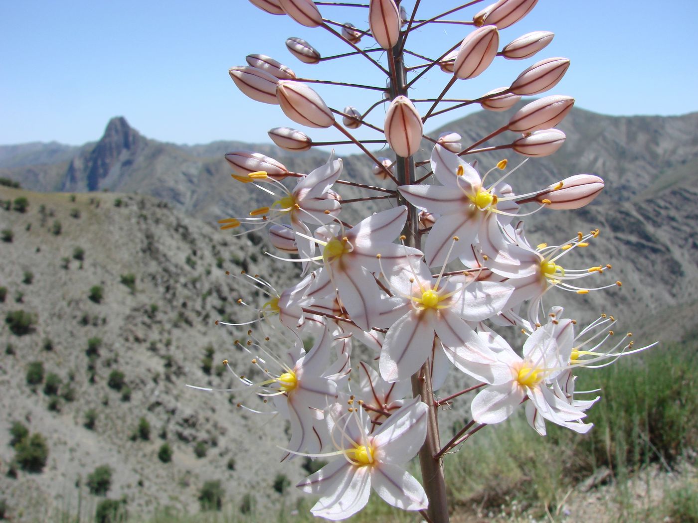 Изображение особи Eremurus olgae.