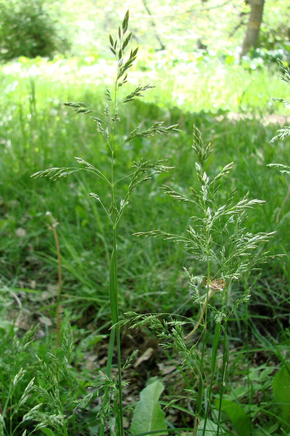 Изображение особи Poa pratensis.