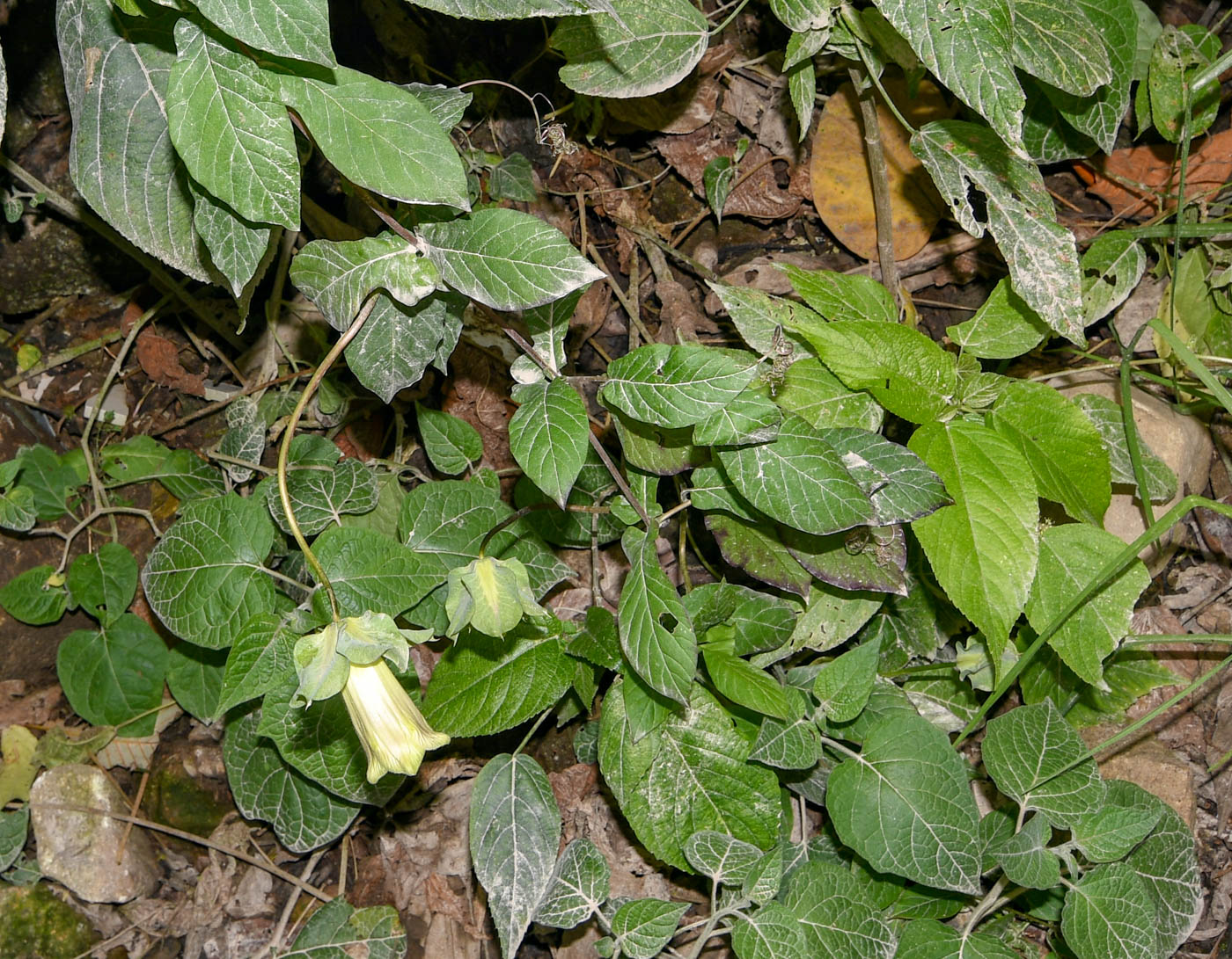 Image of Cobaea scandens specimen.