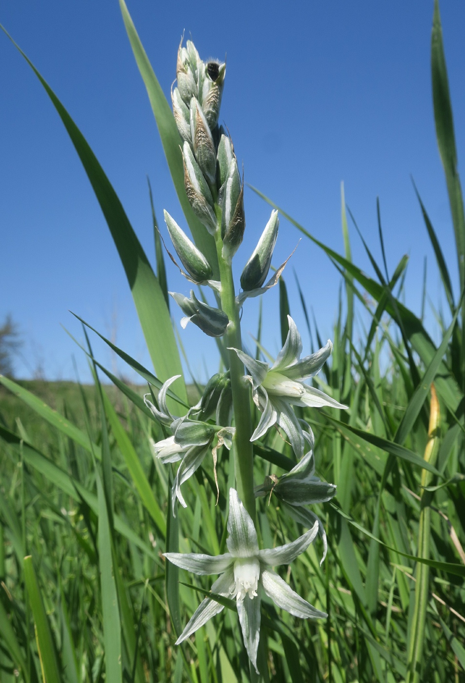 Image of Ornithogalum boucheanum specimen.