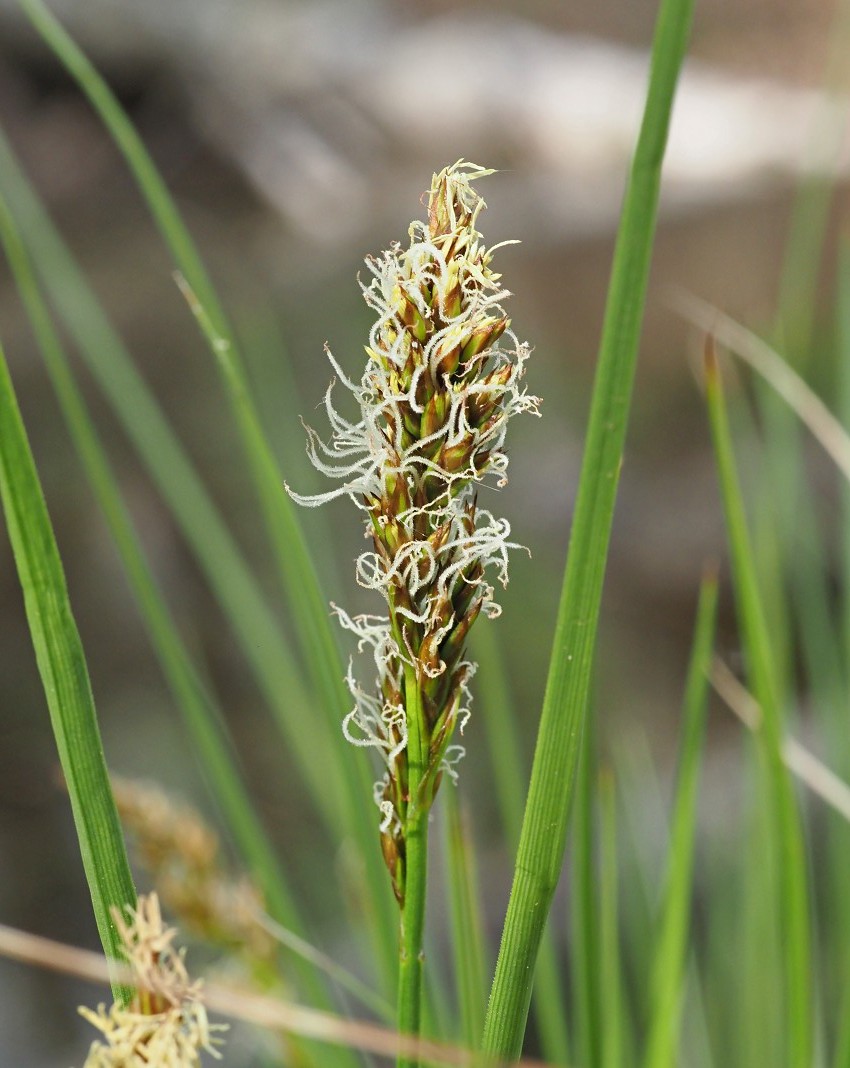 Изображение особи Carex appropinquata.