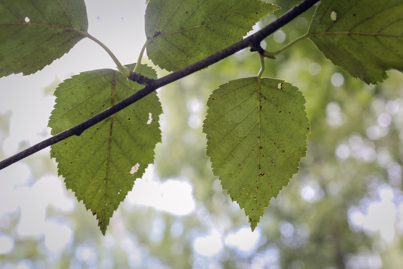 Изображение особи Betula utilis var. jacquemontii.