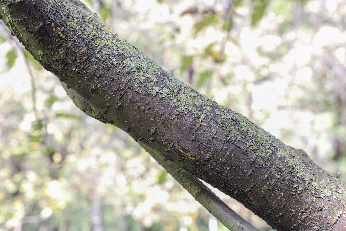 Image of Sorbus hybrida specimen.