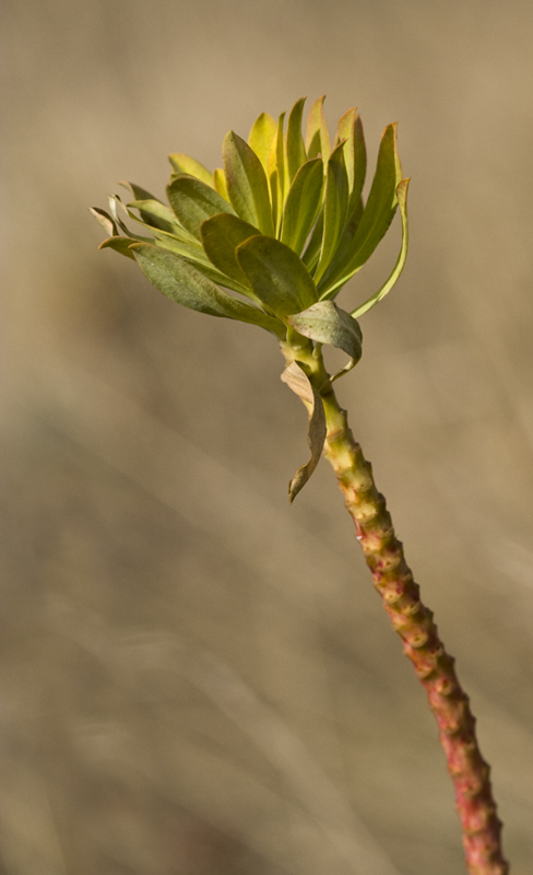 Image of genus Euphorbia specimen.