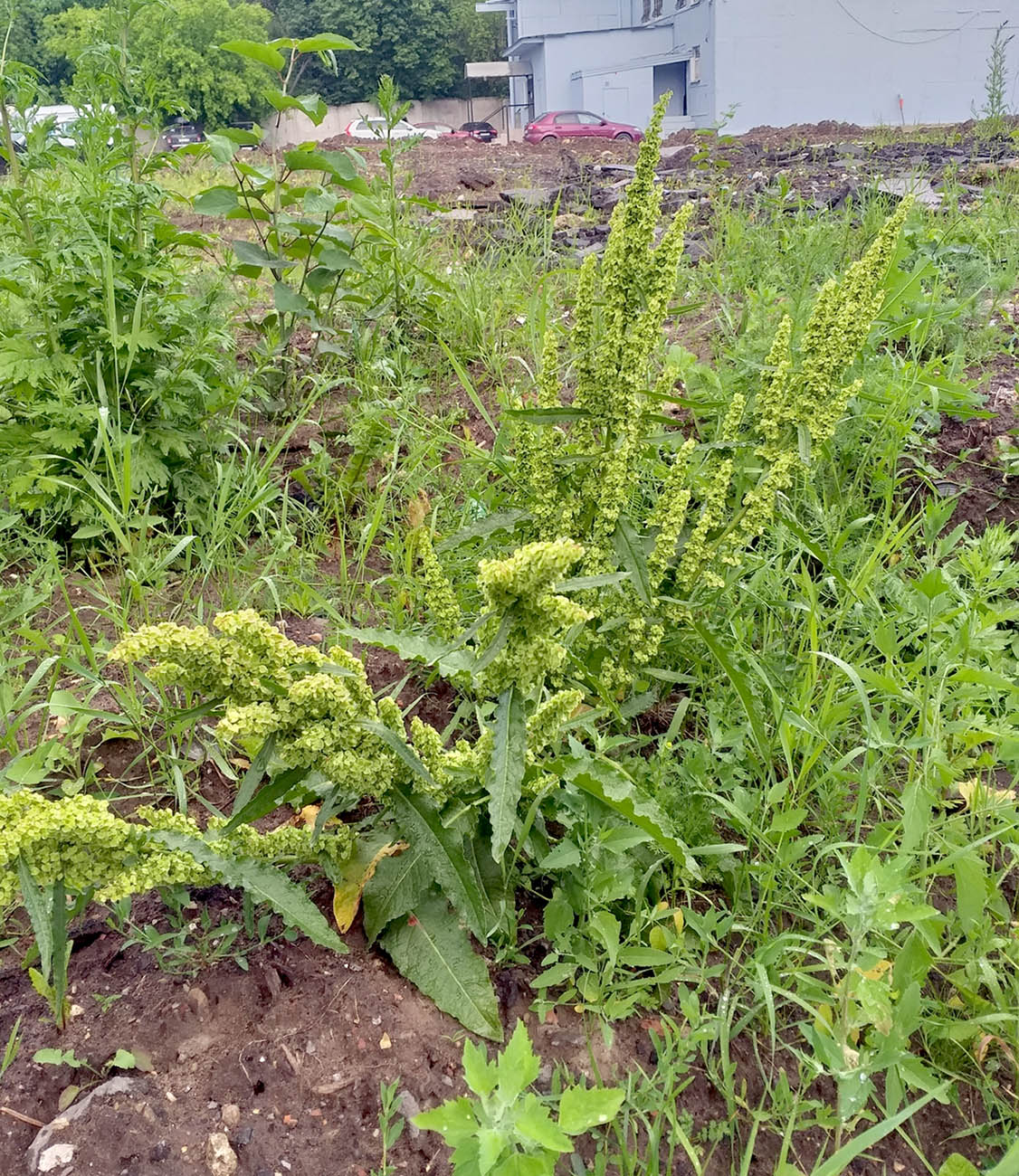 Image of Rumex longifolius specimen.