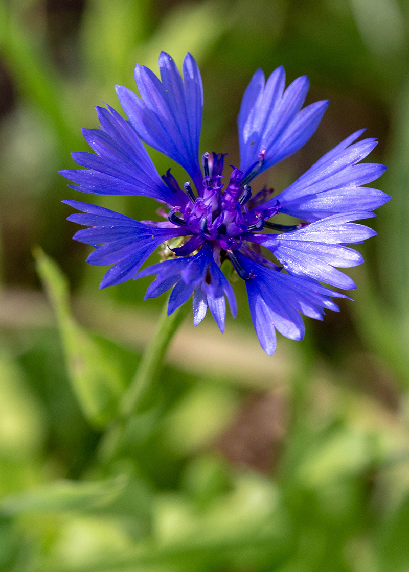 Image of Centaurea cyanoides specimen.