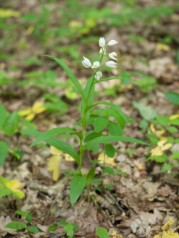 Image of Cephalanthera longifolia specimen.