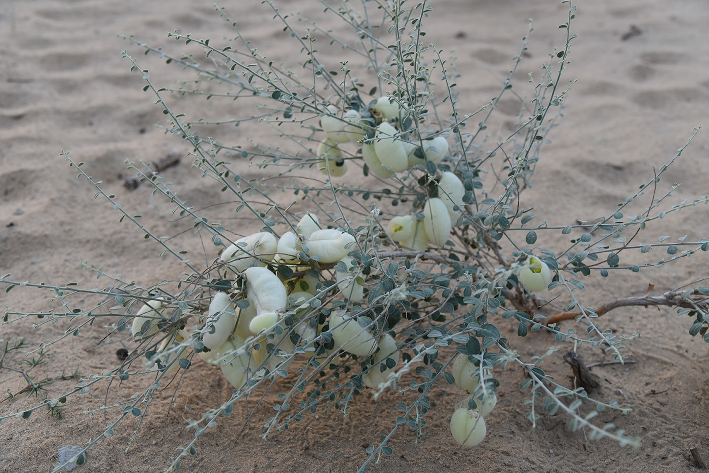 Image of Smirnowia turkestana specimen.