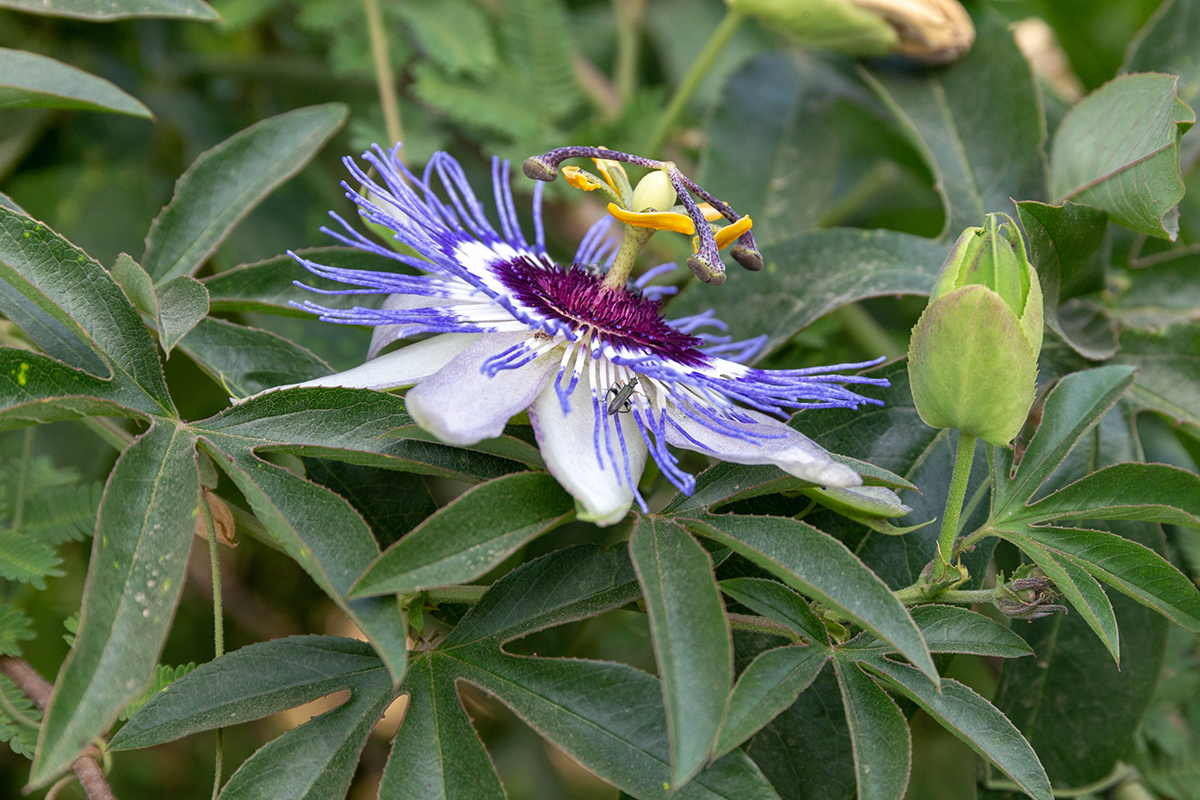 Image of Passiflora caerulea specimen.