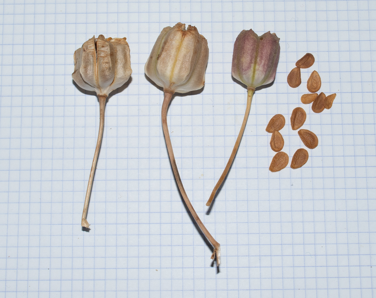 Image of Fritillaria persica specimen.