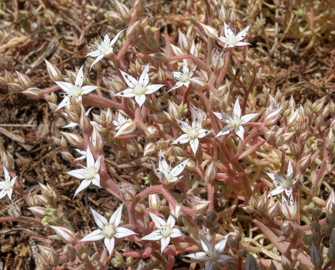 Изображение особи Sedum pallidum ssp. bithynicum.