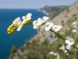 Crambe koktebelica. Верхушка соцветия. Краснодарский край, м/о Анапа, окр. пос. Бол. Утриш, гора Солдатская, приморский склон, щебнистая осыпь. 09.05.2022.