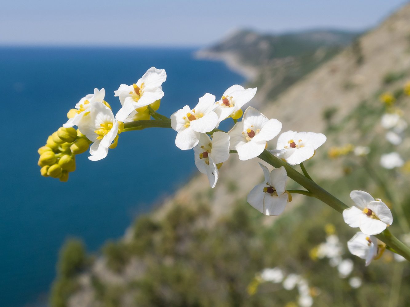 Изображение особи Crambe koktebelica.