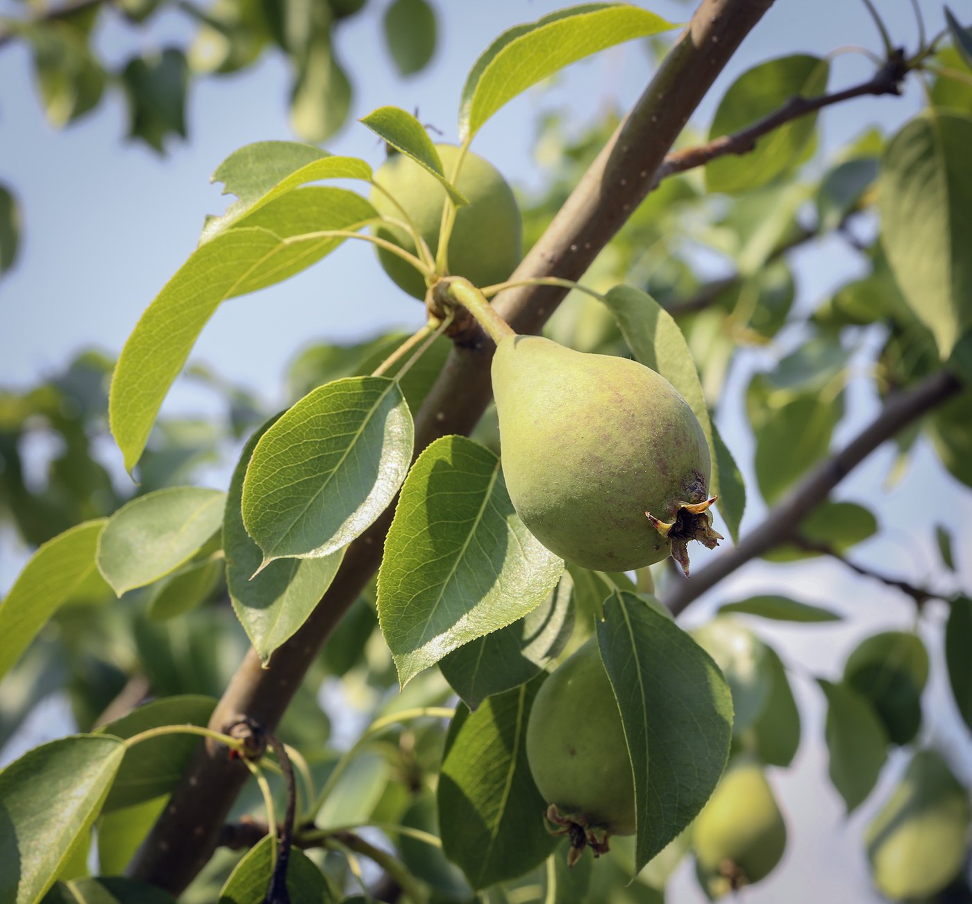 Изображение особи Pyrus communis.