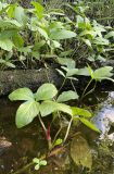 Menyanthes trifoliata