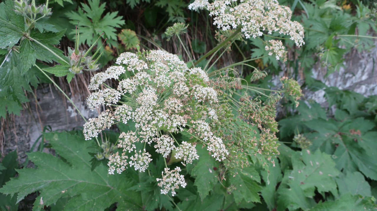 Изображение особи Heracleum lanatum.