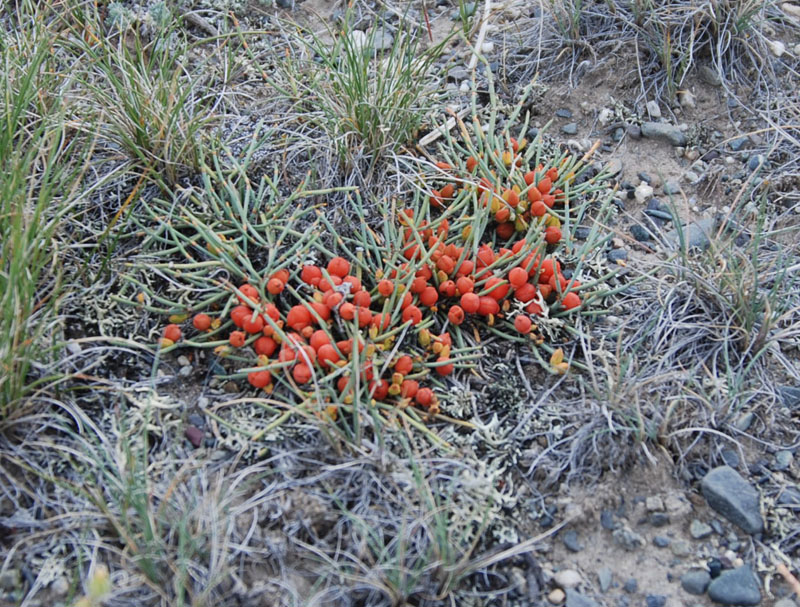 Image of Ephedra fedtschenkoae specimen.