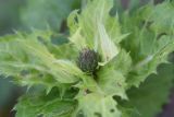 Cirsium oleraceum. Верхушка растения с развивающимся соцветием. Калужская обл., Боровский р-н, окр. дер. Дедюевка, левый берег р. Протва в 500 м ниже деревни, верхняя часть пойменного луга. 29 сентября 2022 г.