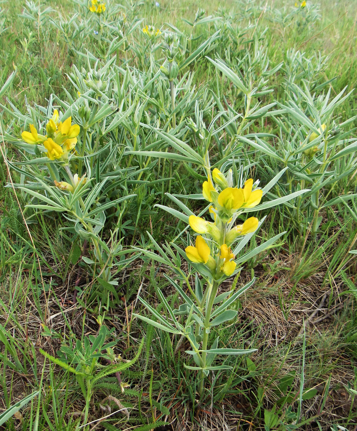 Image of Thermopsis mongolica specimen.