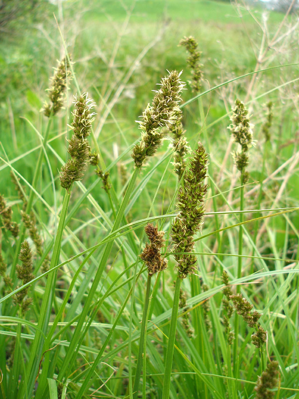 Изображение особи Carex vulpina.